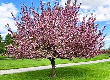 pink blooming tree
