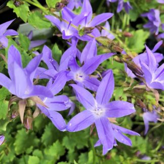 Many five-petal, star-shaped, blue flowers blooming on top of green foliage