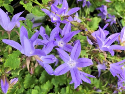 Many five-petal, star-shaped, blue flowers blooming on top of green foliage