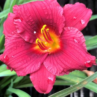 Large, cupped, red flower with yellow-green center surrounded by grass-like foliage