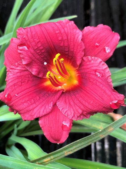 Large, cupped, red flower with yellow-green center surrounded by grass-like foliage