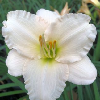 lullaby daylily baby