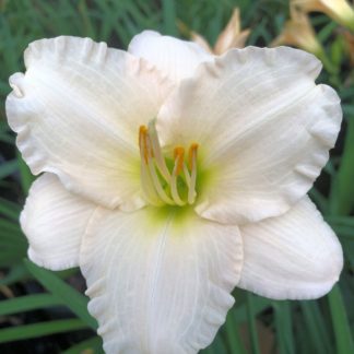 Large, cupped, creamy-white flower with yellow stamens surrounded by grass-like foliage