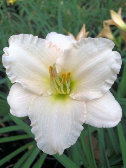 Large, cupped, creamy-white flower with yellow stamens surrounded by grass-like foliage