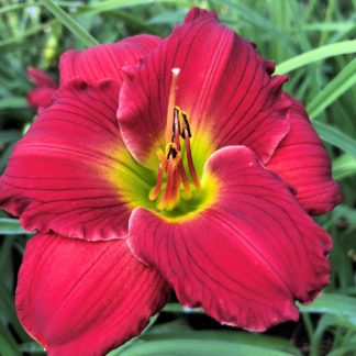 Large, cupped, red flower with yellow-green center surrounded by grass-like foliage