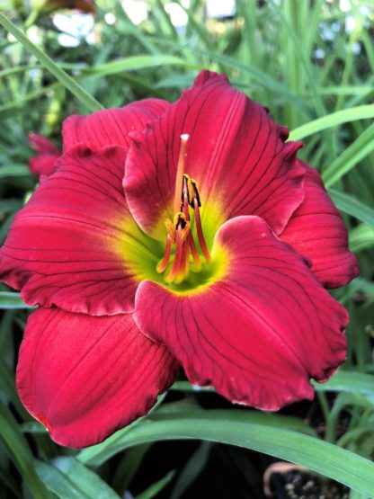 Large, cupped, red flower with yellow-green center surrounded by grass-like foliage