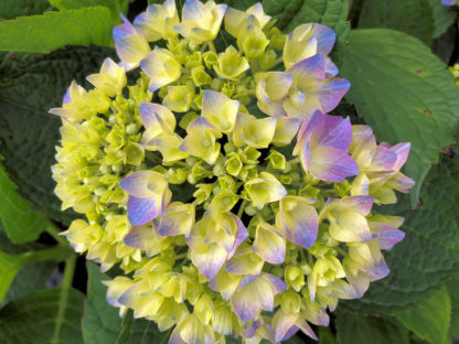 Close-up of large, blue, ball-shaped flower surrounded by green leaves