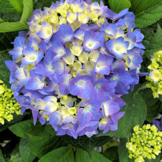 Close-up of large, blue, ball-shaped flower surrounded by green leaves and cream-colored flower buds