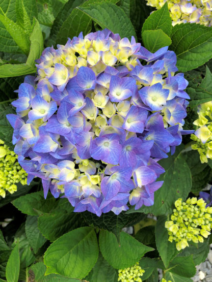 Close-up of large, blue, ball-shaped flower surrounded by green leaves and cream-colored flower buds