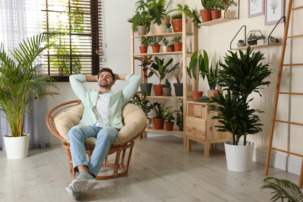 indoor houseplants on shelves