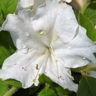 Close-up of white flower with water droplets surrounded by green leaves