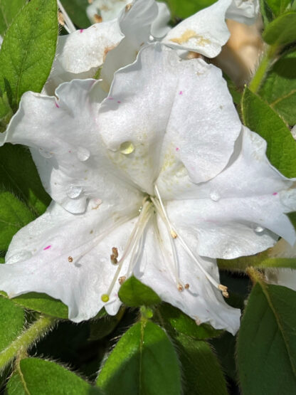 Close-up of white flower with water droplets surrounded by green leaves