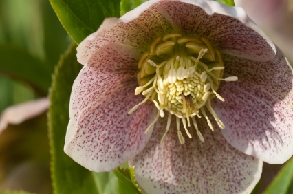 Close-up of soft pink flower with large creamy-yellow center