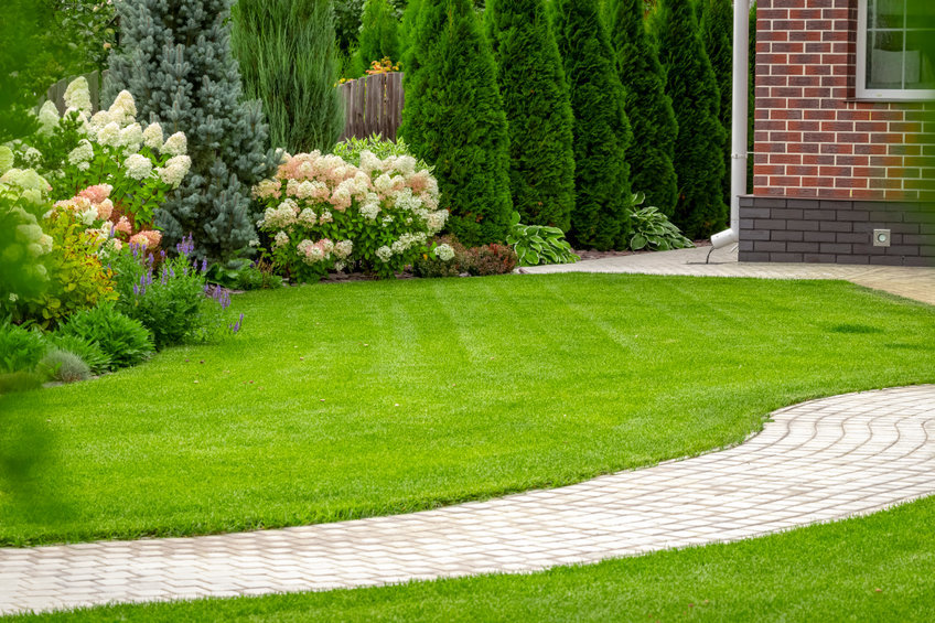 green lawn with privacy plants