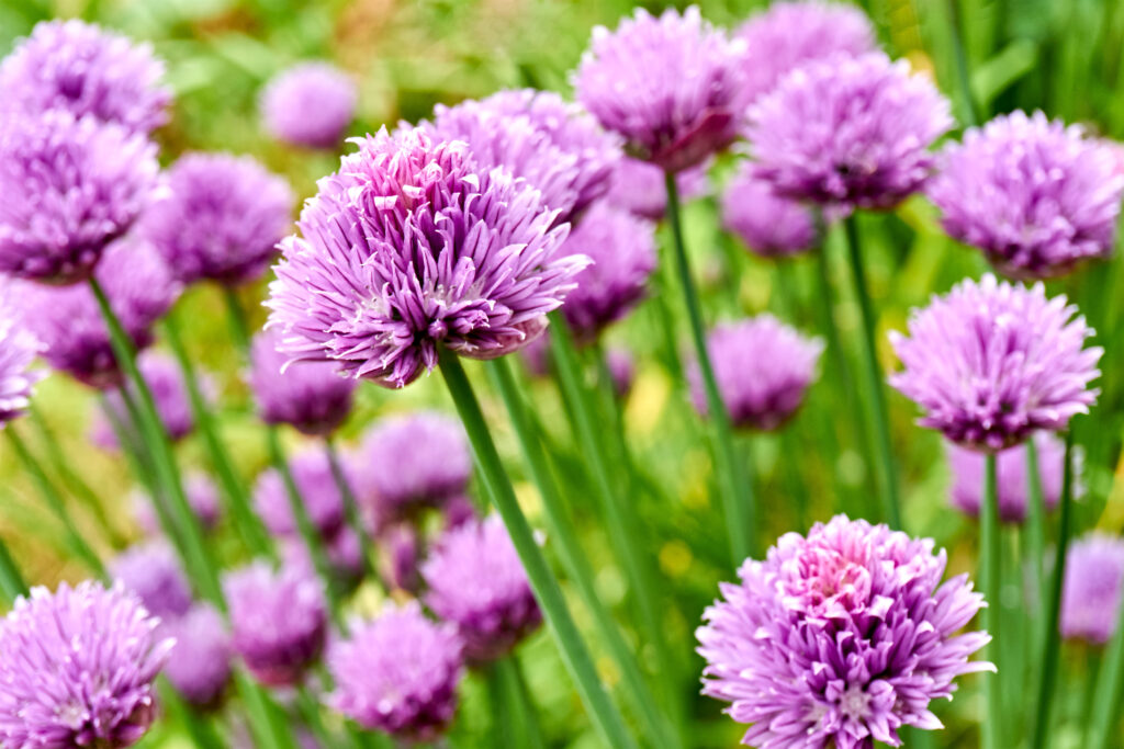 purple chive blossoms growing