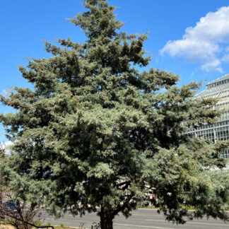 Mature, loosely-pyramidal evergreen tree with blue needles in garden surrounded by red and white flowers