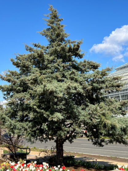 Mature, loosely-pyramidal evergreen tree with blue needles in garden surrounded by red and white flowers