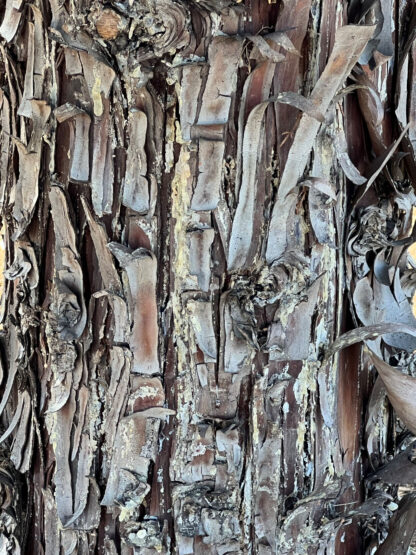 Detail of tree bark that is dark brown and exfoliating