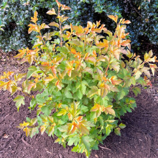 Small shrub with green and amber leaves in garden with mulch