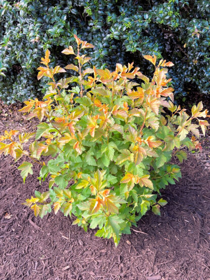 Small shrub with green and amber leaves in garden with mulch