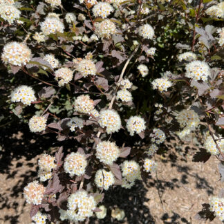 Close-up of branches with purple leaves and white, fluffy flowers