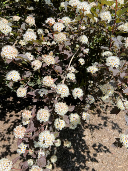 Close-up of branches with purple leaves and white, fluffy flowers