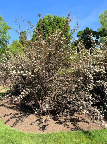 Large flowering shrub with purple leaves and white flowers in garden