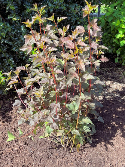 Small, upright shrub with greenish-purple leaves in garden with mulch