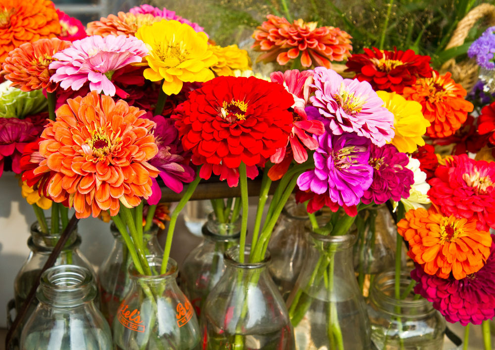 assortment of zinnia flowers