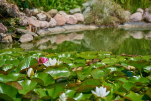 pond filled with lilly pads