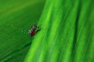 mosquito on green leaf