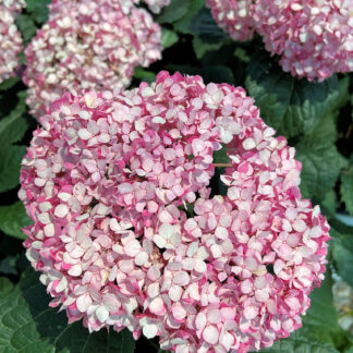 Close-up of large, ball-shaped flower with small light and dark pink petals