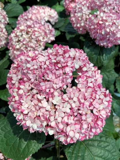 Close-up of large, ball-shaped flower with small light and dark pink petals