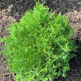Round, compact shrub with feathery evergreen foliage planted in brown mulch