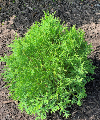Round, compact shrub with feathery evergreen foliage planted in brown mulch