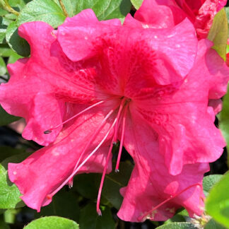 Close-up of bright pink flower surrounded by green leaves