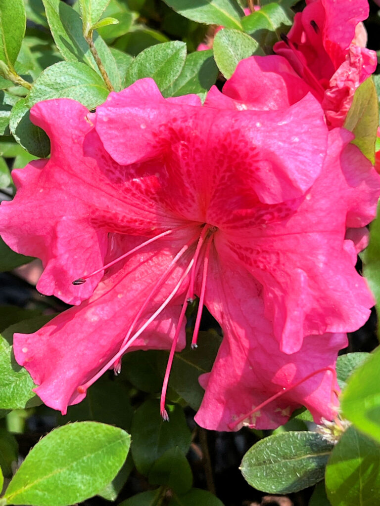 Close-up of bright pink flower surrounded by green leaves