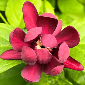 Close-up of wine-red flower surrounded by light green leaves