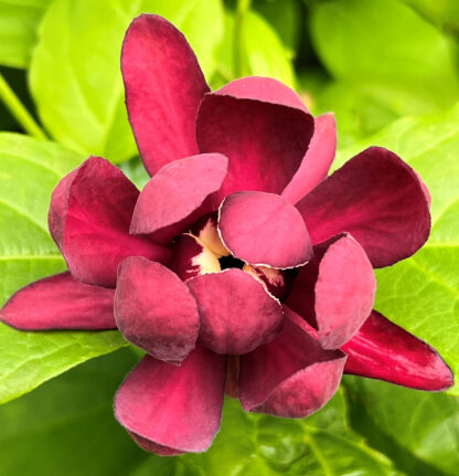 Close-up of wine-red flower surrounded by light green leaves