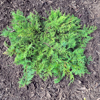 Lacy evergreen foliage on spreading shrub planted in brown mulch