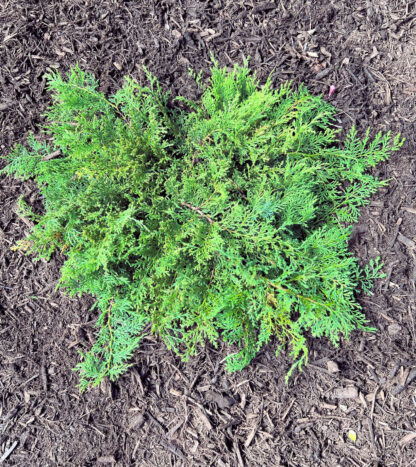 Lacy evergreen foliage on spreading shrub planted in brown mulch