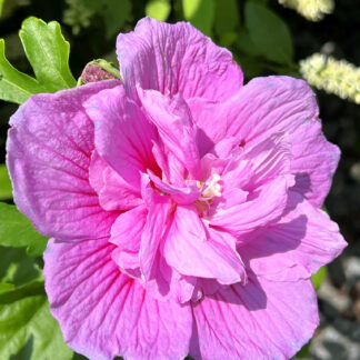 Close-up lavender flower with double petals