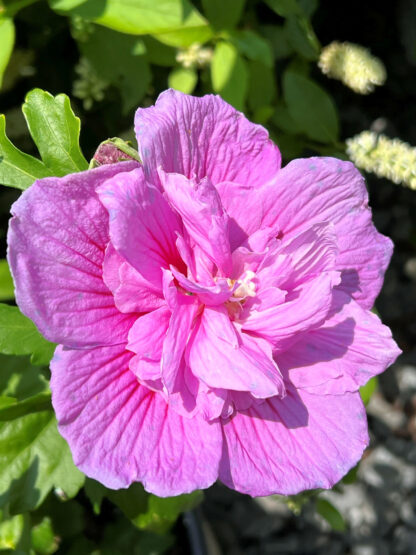 Close-up lavender flower with double petals