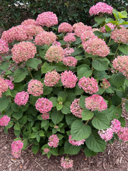 Blooming shrub with pink ball-shaped flowers and green foliage planted in brown mulch