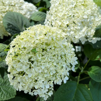 Close-up of very large, ball-shaped, white flowers surrounded by green foliage