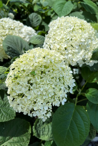 Close-up of very large, ball-shaped, white flowers surrounded by green foliage