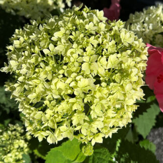 Close-up of lime-green, ball-shaped flower