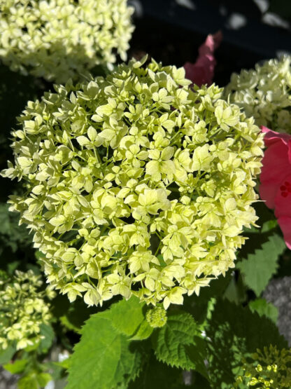 Close-up of lime-green, ball-shaped flower