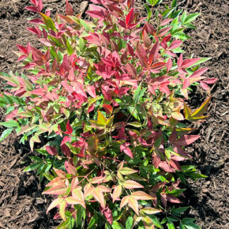 Bamboo-like foliage with shades of red and green leaves on compact shrub planted in brown mulch