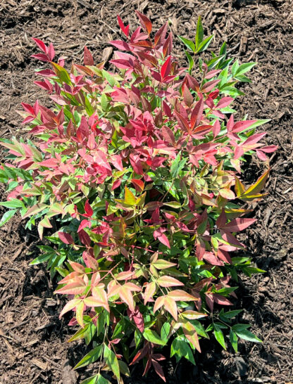 Bamboo-like foliage with shades of red and green leaves on compact shrub planted in brown mulch